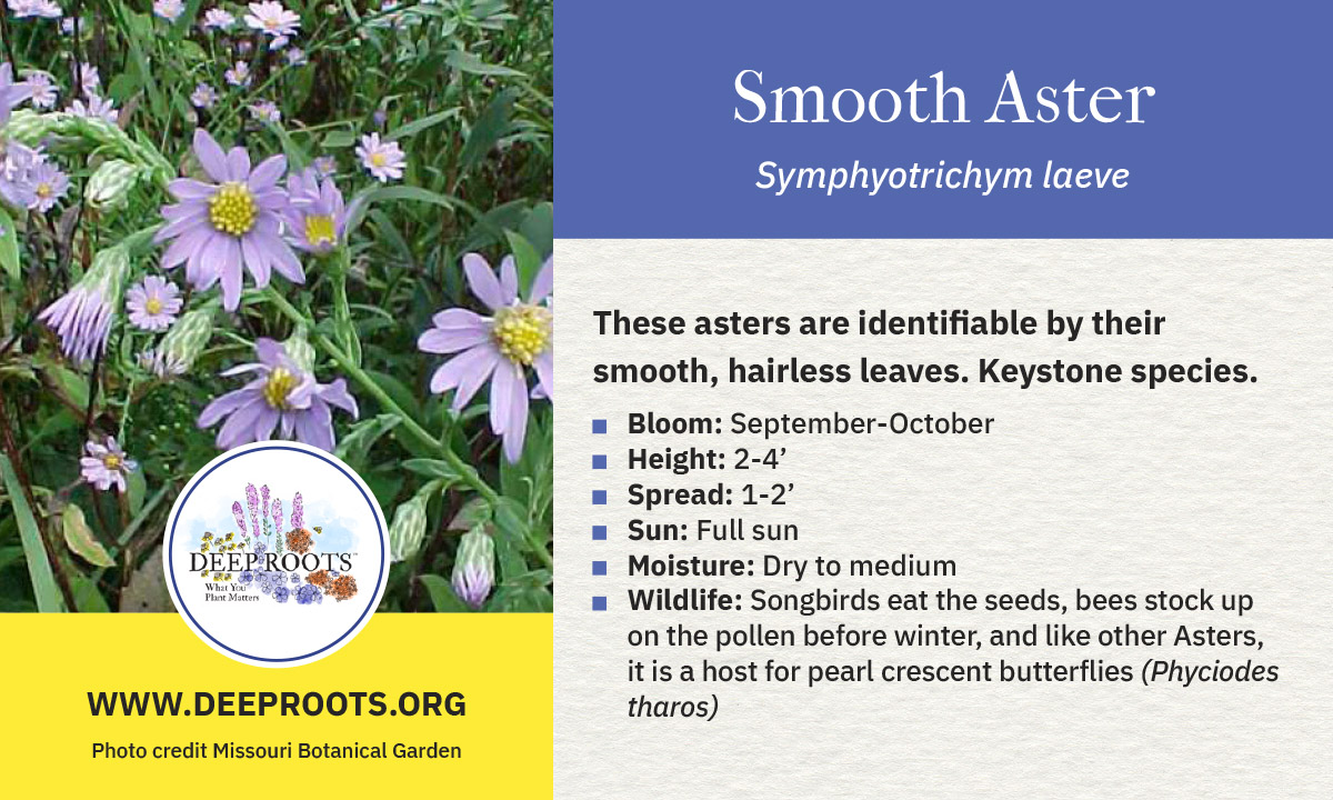 Smooth Aster_