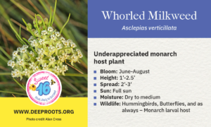 Whorled Milkweed