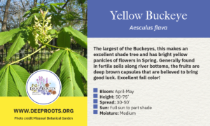 Yellow Buckeye