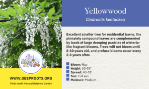 Yellowwood