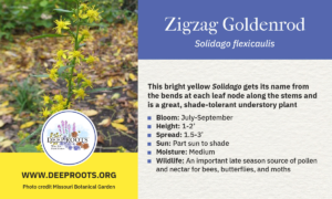 Zig Zag Goldenrod