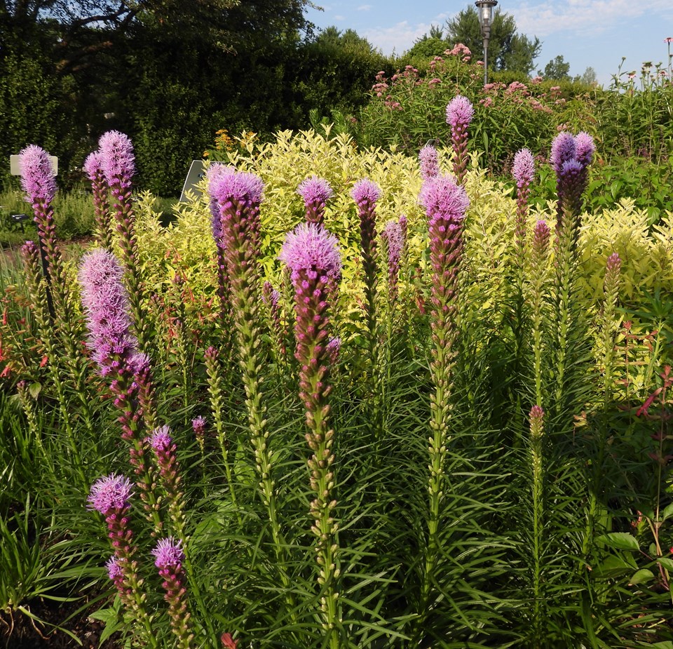 prairie blazing star 1