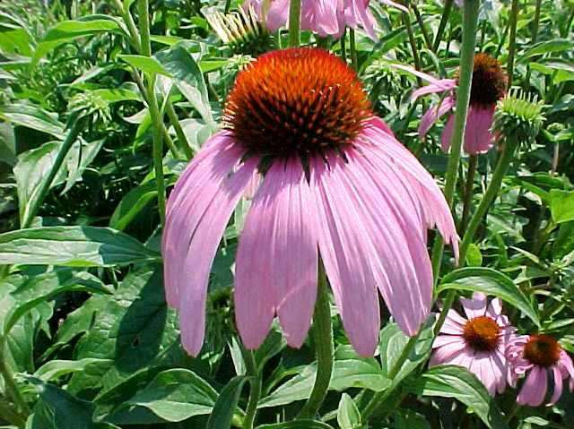 purple coneflower 1