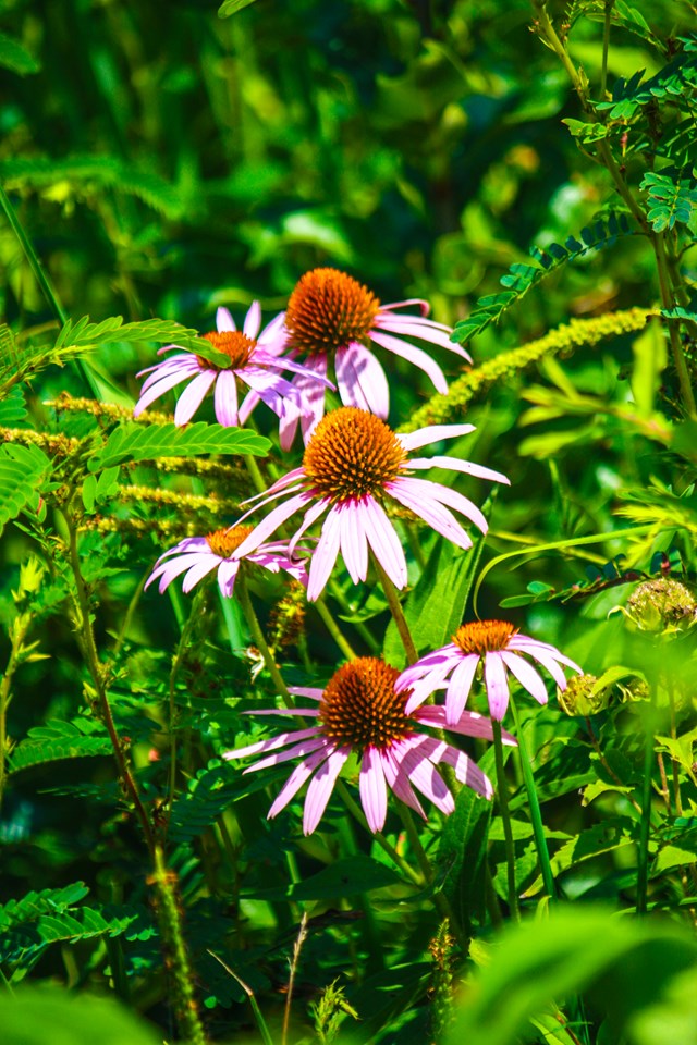 purple coneflower 2