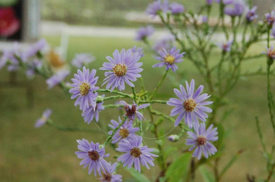 smooth aster1